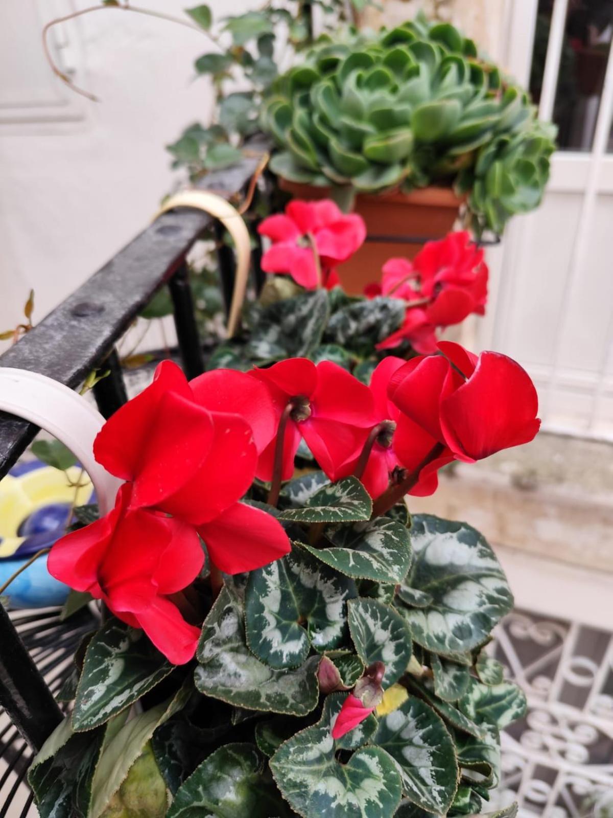 Le Mie Meraviglie Martina Franca Zewnętrze zdjęcie